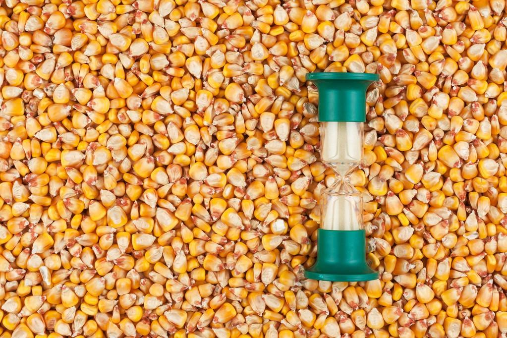最新玉米价格行情走势深度分析