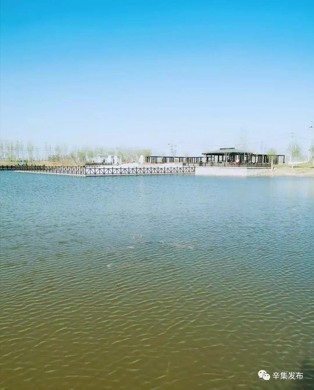 辛集湿地公园最新动态更新